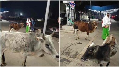 शहडोल रेलवे स्टेशन पर मवेशियों का आतंक यात्रियों में दहशत