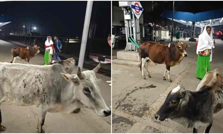 शहडोल रेलवे स्टेशन पर मवेशियों का आतंक यात्रियों में दहशत