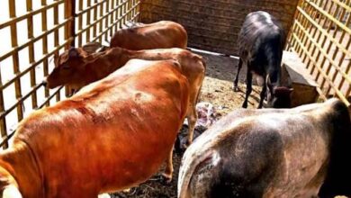 10967 आवारा मवेशियों को पकड भेजा गया गौठान, पशुपालको पर लगा 195000 जुर्माना