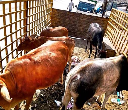 10967 आवारा मवेशियों को पकड भेजा गया गौठान, पशुपालको पर लगा 195000 जुर्माना