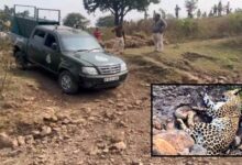 धार में घायल तेंदुआ समय पर इलाज न मिलने से मौत