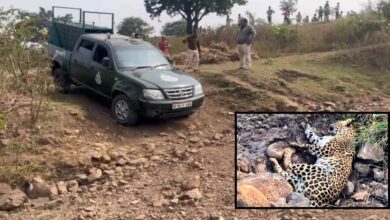 धार में घायल तेंदुआ समय पर इलाज न मिलने से मौत