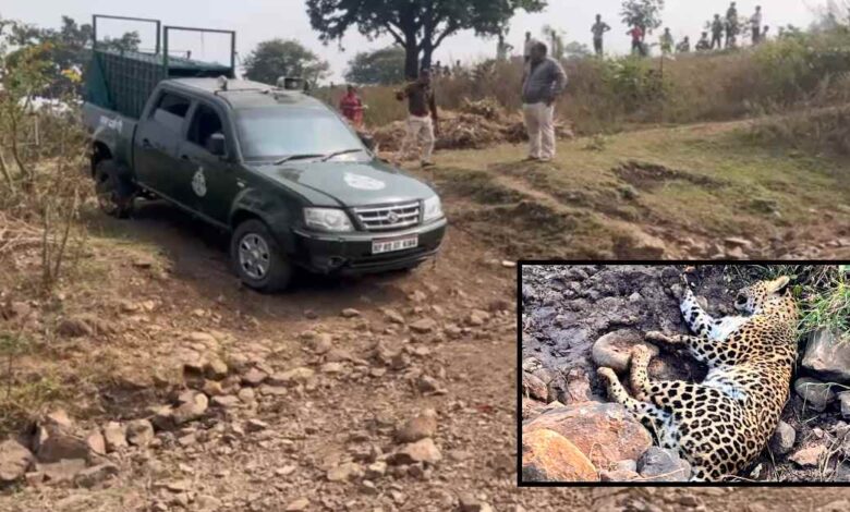 धार में घायल तेंदुआ समय पर इलाज न मिलने से मौत