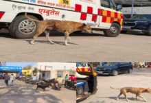 सीहोर में आवारा कुत्तों का आतंक, अस्पताल और स्कूलों तक पहुंचा खतरा