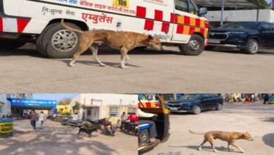 सीहोर में आवारा कुत्तों का आतंक, अस्पताल और स्कूलों तक पहुंचा खतरा सीहोर में आवारा कुत्तों का आतंक, अस्पताल और स्कूलों तक पहुंचा खतरा