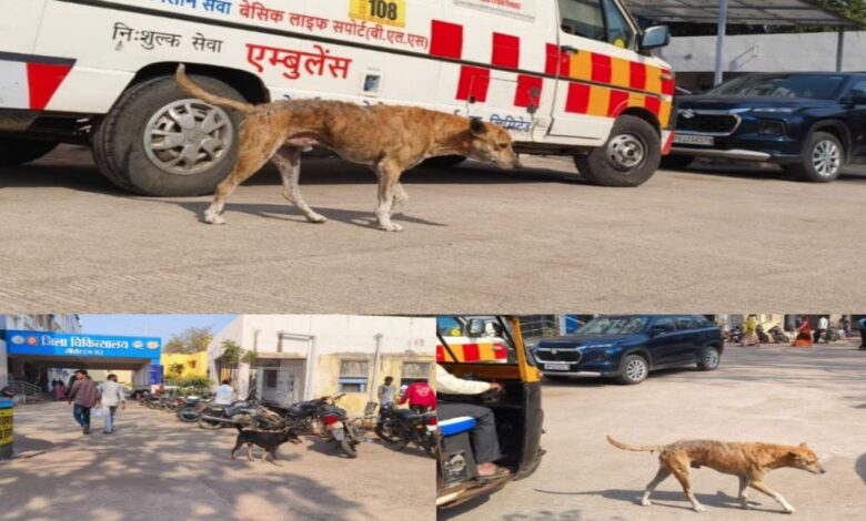 सीहोर में आवारा कुत्तों का आतंक, अस्पताल और स्कूलों तक पहुंचा खतरा सीहोर में आवारा कुत्तों का आतंक, अस्पताल और स्कूलों तक पहुंचा खतरा