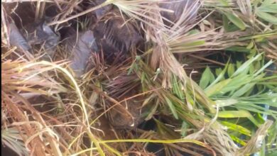 “ग्वालियर कोर्ट ने जब्त पौधों की दुर्दशा पर जांच अधिकारी को फटकारा”