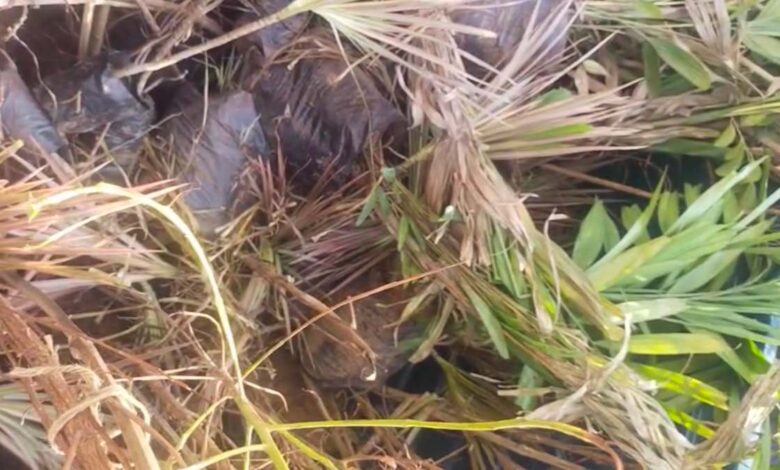 “ग्वालियर कोर्ट ने जब्त पौधों की दुर्दशा पर जांच अधिकारी को फटकारा”