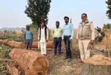 ग्राम जोलगी में बिना अनुमति काटे गए साल वृक्ष जब्त, भूमि स्वामी पर एक लाख 25 हजार का अर्थदंड प्रस्तावित
