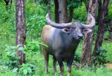 छत्तीसगढ़ में वन भैंसा संरक्षण व स्थानांतरण पर उच्च स्तरीय बैठक, संख्या वृद्धि पर हुई विस्तृत चर्चा