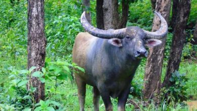 छत्तीसगढ़ में वन भैंसा संरक्षण व स्थानांतरण पर उच्च स्तरीय बैठक, संख्या वृद्धि पर हुई विस्तृत चर्चा