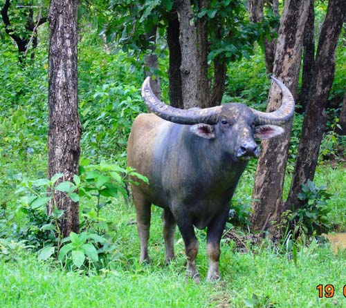 छत्तीसगढ़ में वन भैंसा संरक्षण व स्थानांतरण पर उच्च स्तरीय बैठक, संख्या वृद्धि पर हुई विस्तृत चर्चा छत्तीसगढ़ में वन भैंसा संरक्षण व स्थानांतरण पर उच्च स्तरीय बैठक, संख्या वृद्धि पर हुई विस्तृत चर्चा