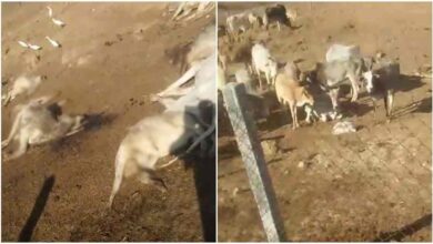 बधौरा गौशाला में गायों की मौत, जिम्मेदार मौन