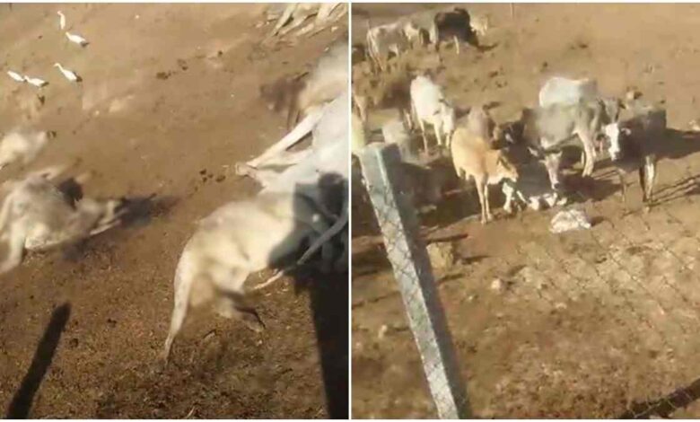 बधौरा गौशाला में गायों की मौत, जिम्मेदार मौन