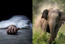 हाथियों का आतंक, महिला की दर्दनाक मौत