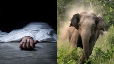 हाथियों का आतंक, महिला की दर्दनाक मौत