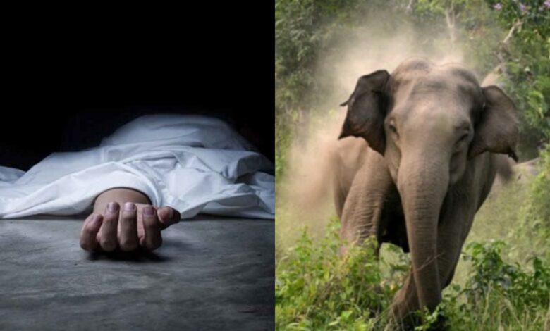 हाथियों का आतंक, महिला की दर्दनाक मौत हाथियों का आतंक, महिला की दर्दनाक मौत