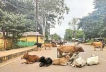 खुले में पशु छोड़ने वालाें के खिलाफ सख्त कार्रवाई की जाएगी खुले में पशु छोड़ने वालाें के खिलाफ सख्त कार्रवाई की जाएगी