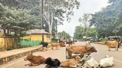 खुले में पशु छोड़ने वालाें के खिलाफ सख्त कार्रवाई की जाएगी खुले में पशु छोड़ने वालाें के खिलाफ सख्त कार्रवाई की जाएगी