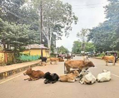खुले में पशु छोड़ने वालाें के खिलाफ सख्त कार्रवाई की जाएगी खुले में पशु छोड़ने वालाें के खिलाफ सख्त कार्रवाई की जाएगी