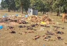 सहकारी प्रबंधक-ऑपरेटराें की हड़ताल से जिले के कई केंद्राें पर नहीं शुरु हुई धान खरीदी