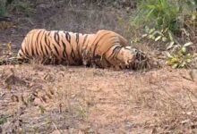 संदिग्ध परिस्थितियों में बाघ की मौत, वन विभाग में हड़कंप