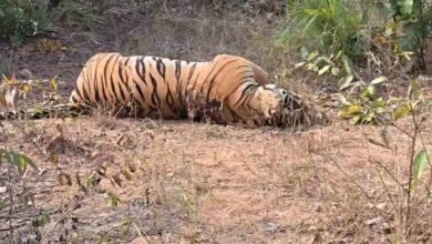 संदिग्ध परिस्थितियों में बाघ की मौत, वन विभाग में हड़कंप संदिग्ध परिस्थितियों में बाघ की मौत, वन विभाग में हड़कंप