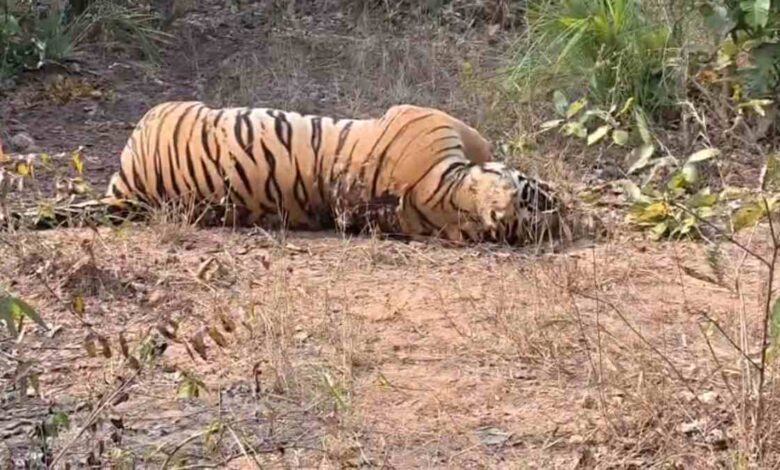 संदिग्ध परिस्थितियों में बाघ की मौत, वन विभाग में हड़कंप संदिग्ध परिस्थितियों में बाघ की मौत, वन विभाग में हड़कंप