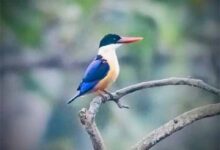 बारनवापारा अभयारण्य में मिला दुर्लभ ब्लैक-कैप्ड किंगफिशर