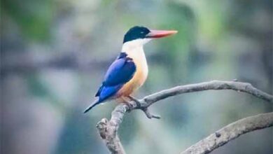 बारनवापारा अभयारण्य में मिला दुर्लभ ब्लैक-कैप्ड किंगफिशर