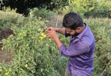 ग्राफ्टेड टमाटर की खेती से युवराज को हो रहा दोगुना फायदा