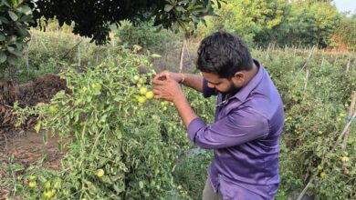 ग्राफ्टेड टमाटर की खेती से युवराज को हो रहा दोगुना फायदा