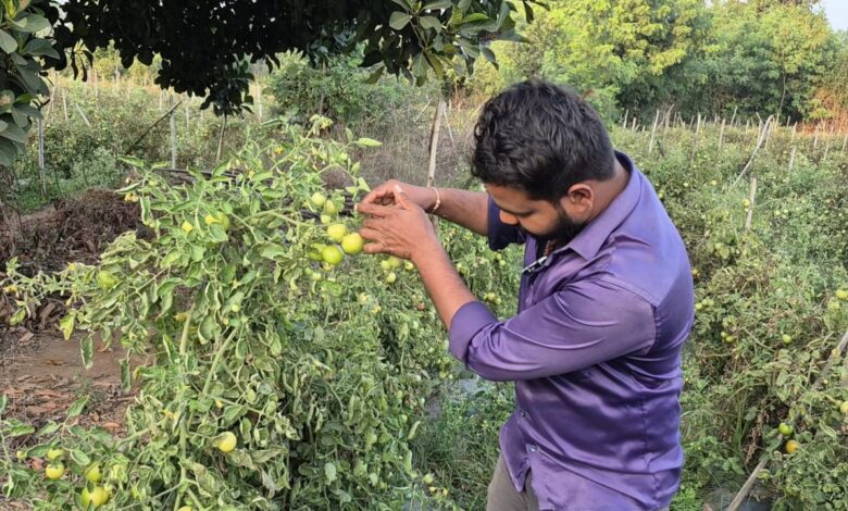 ग्राफ्टेड टमाटर की खेती से युवराज को हो रहा दोगुना फायदा