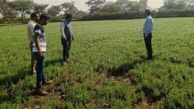 जल बचत से बढ़ी खुशहाली: रबी फसलों ने बदली धमतरी के किसानों की तस्वीर