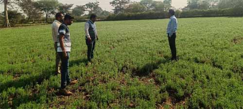 जल बचत से बढ़ी खुशहाली: रबी फसलों ने बदली धमतरी के किसानों की तस्वीर