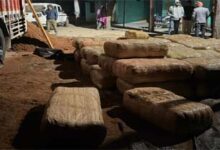 ओडिशा से उत्तरप्रदेश ले जा रहे 6 करोड़ के गाजे के साथ दो गिरफ्तार