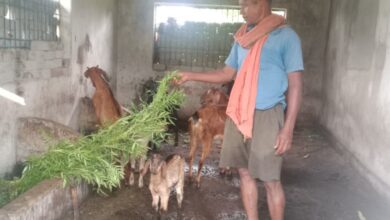 बकरी पालन में अतिरिक्त आय से फूलसाय बना आत्मनिर्भर बकरी पालन में अतिरिक्त आय से फूलसाय बना आत्मनिर्भर