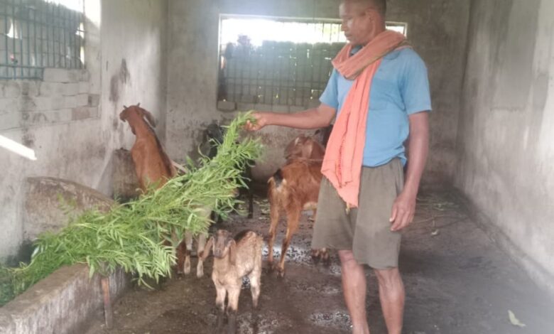 बकरी पालन में अतिरिक्त आय से फूलसाय बना आत्मनिर्भर बकरी पालन में अतिरिक्त आय से फूलसाय बना आत्मनिर्भर