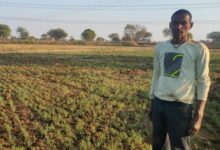 चना की फसल लेने से कम लागत में अधिक फायदा ले रहे किसान