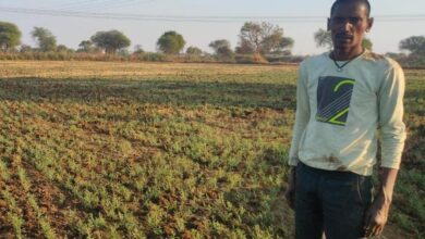 चना की फसल लेने से कम लागत में अधिक फायदा ले रहे किसान