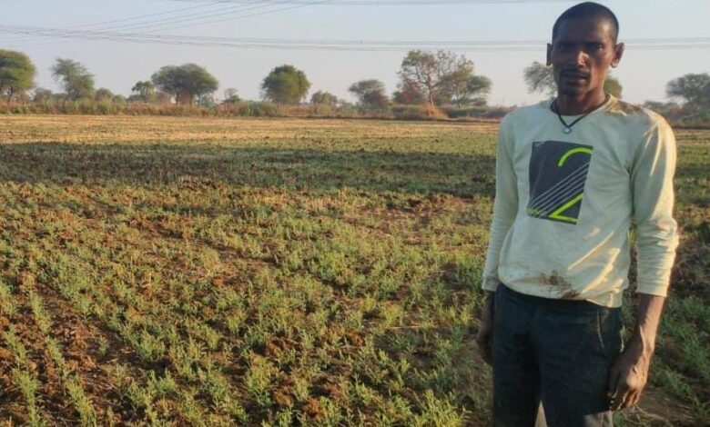 चना की फसल लेने से कम लागत में अधिक फायदा ले रहे किसान