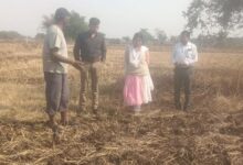 धान से हटकर समृद्धि की राह: जेवरा के किसान दिलीप ने दलहन-तिलहन से कमाए 25 लाख धान से हटकर समृद्धि की राह: जेवरा के किसान दिलीप ने दलहन-तिलहन से कमाए 25 लाख