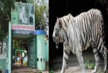 मैत्री बाग में सफेद बाघिन जया की मौत