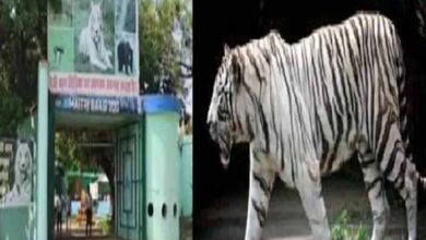 मैत्री बाग में सफेद बाघिन जया की मौत मैत्री बाग में सफेद बाघिन जया की मौत