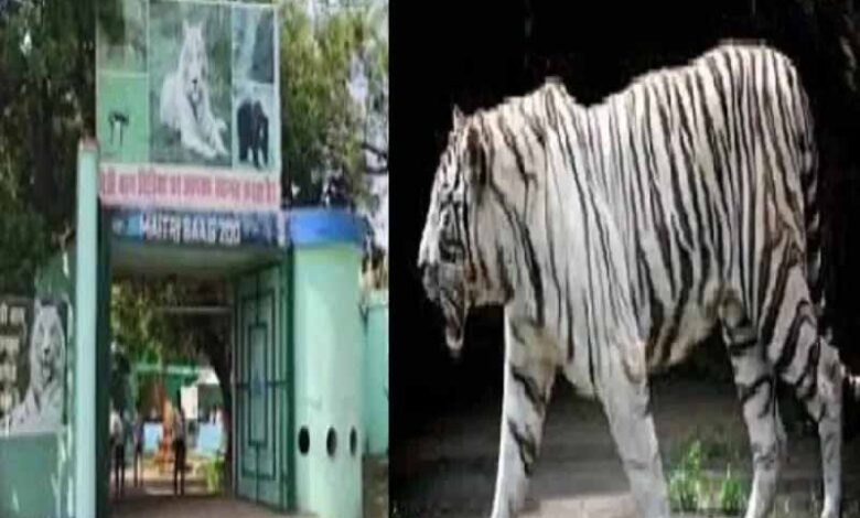 मैत्री बाग में सफेद बाघिन जया की मौत
