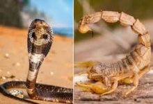 अब सांप-बिच्छू पर भी नजर रखेंगे टीचर, डीपीआई का नया आदेश जारी