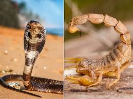 अब सांप-बिच्छू पर भी नजर रखेंगे टीचर, डीपीआई का नया आदेश जारी