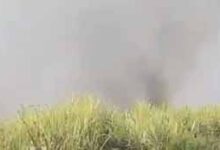 7 एकड़ में खड़ी गन्ने की तैयार फसल जमकर खाक 7 एकड़ में खड़ी गन्ने की तैयार फसल जमकर खाक