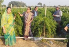 धान-मिर्ची की फसल से किसान मुकेश को सालाना लाखों की आमदनी