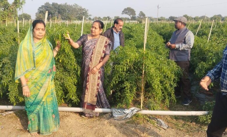 धान-मिर्ची की फसल से किसान मुकेश को सालाना लाखों की आमदनी